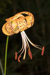 Panhandle lily